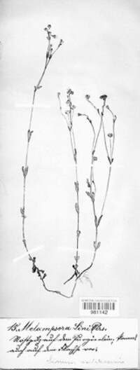 Melampsora lini image